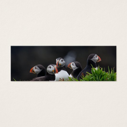 Puffin Gang Profile Card (Front)