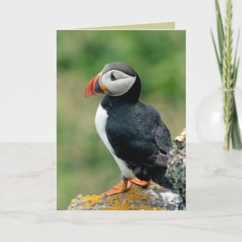 Puffin Greeting Cards by Welshpixels at Zazzle