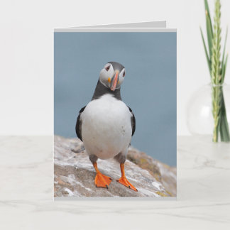 Puffin Greeting Cards