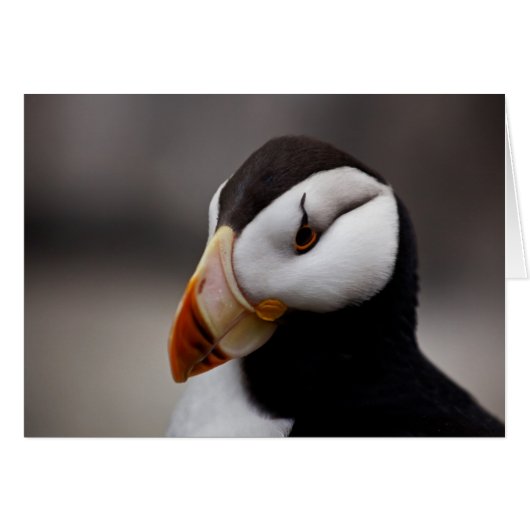 Puffin Horned 9028 Cards (Front Horizontal)