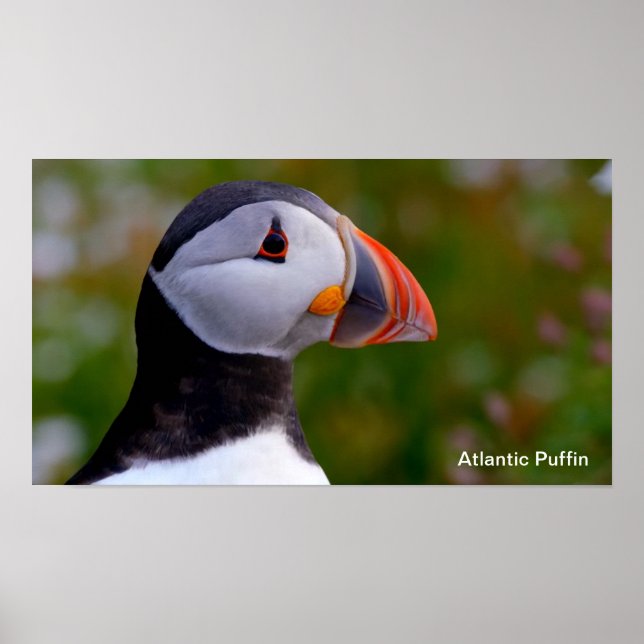 Puffin image for Poster (Front)