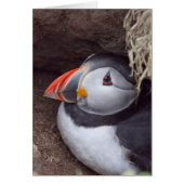 Puffin in a Burrow (Front)