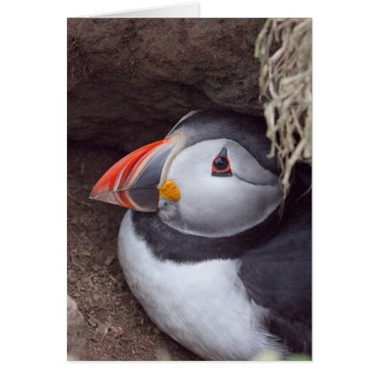 Puffin in a Burrow (Front)