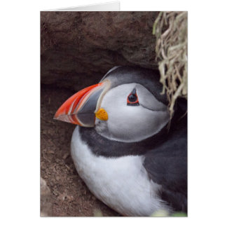 Puffin in a Burrow Cards