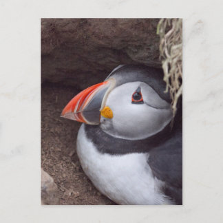 Puffin in a Burrow Postcard