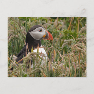 Puffin in Grass Postcard