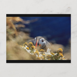 Puffin in hiding postcard