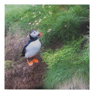 Puffin in nature faux canvas print