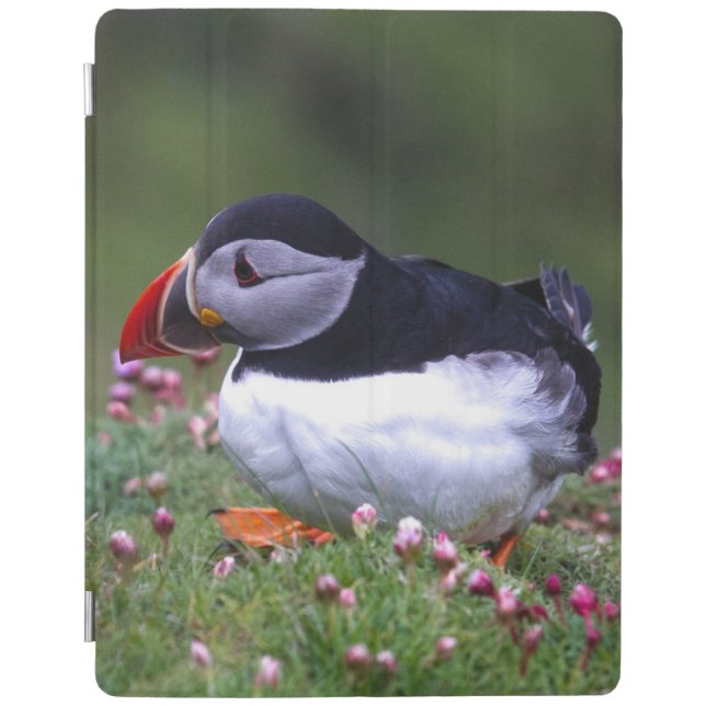 Puffin Ipad Case (Front)