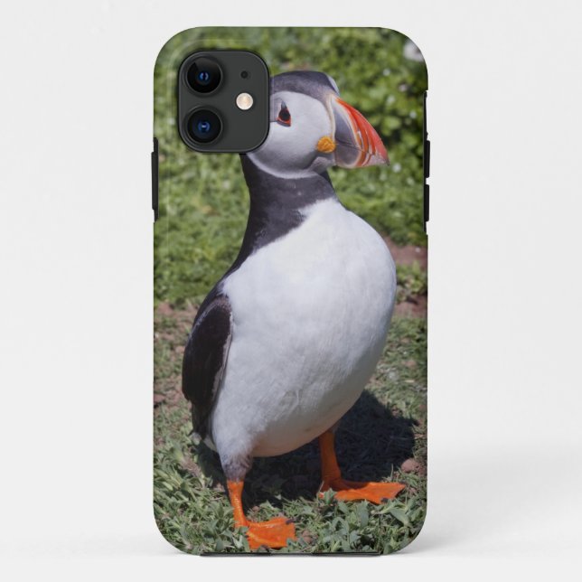 Puffin iPhone5 Case-Mate Case (Back)