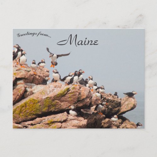 Puffin Landing in Maine Postcard