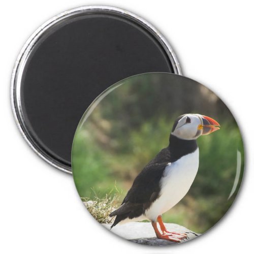 Puffin Magnet