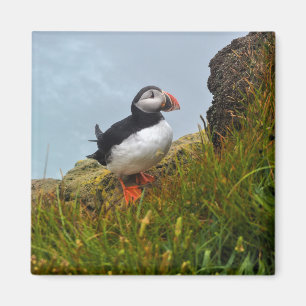 Puffin on a Cliff Fridge Magnet