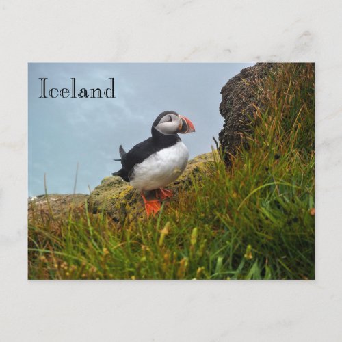 Puffin on a Cliff in Iceland Postcard