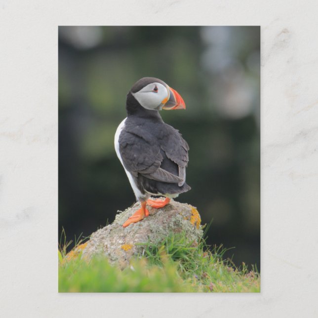 Puffin on a Rock Postcard (Front)
