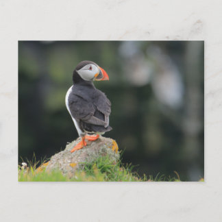 Puffin on a Rock Postcard