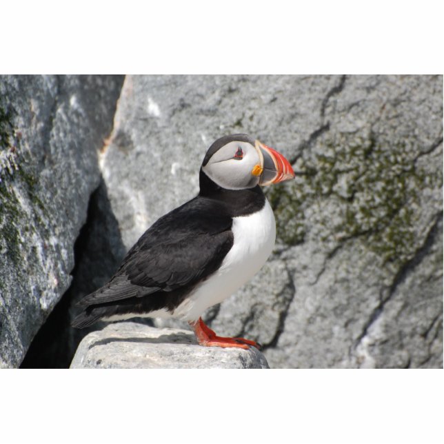 Puffin on rocks sculpture (Front)