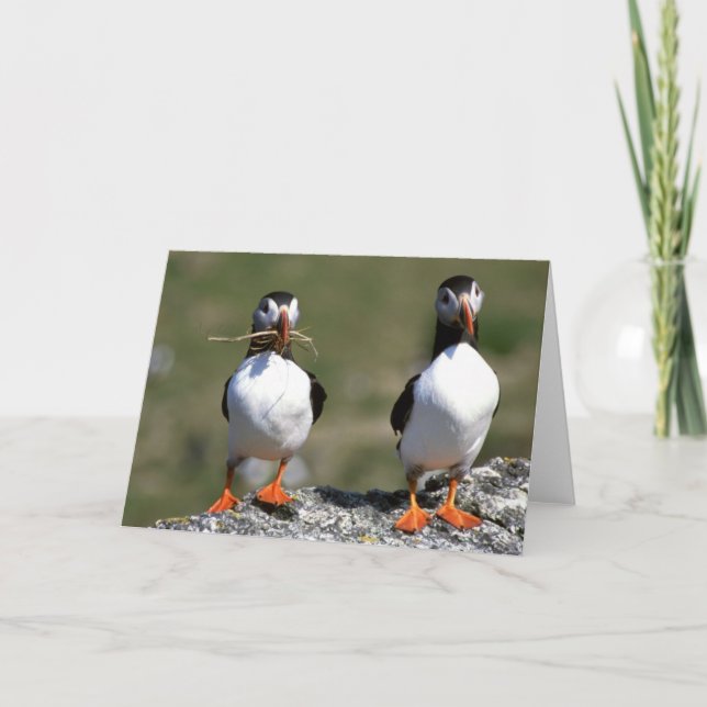 Puffin Pair blank greeting card (Front)
