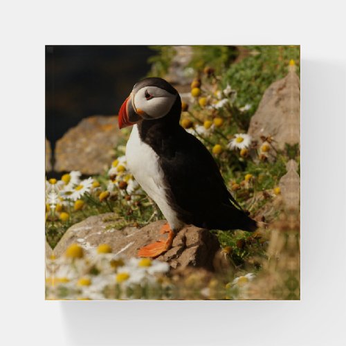 Puffin Paperweight