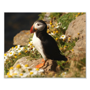 Puffin Photo Print
