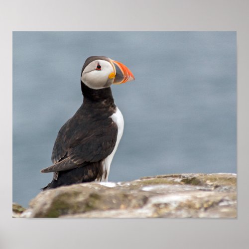 Puffin Photograph Poster