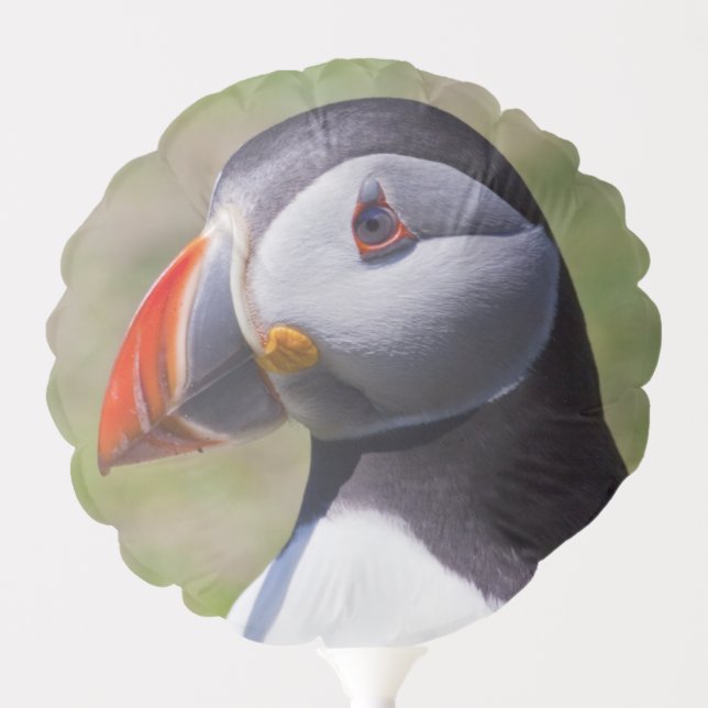 Puffin Portrait Balloon (Front)