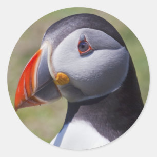 Puffin Portrait Stickers