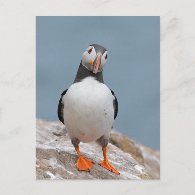 Puffin Pose Postcard (Front)