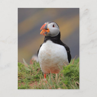 Puffin Postcard