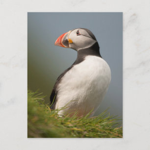Puffin postcard