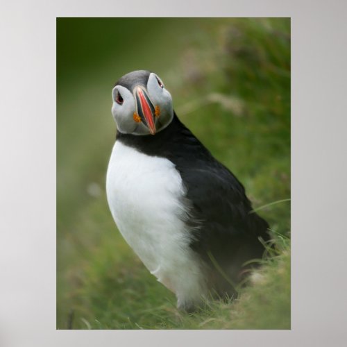 Puffin poster