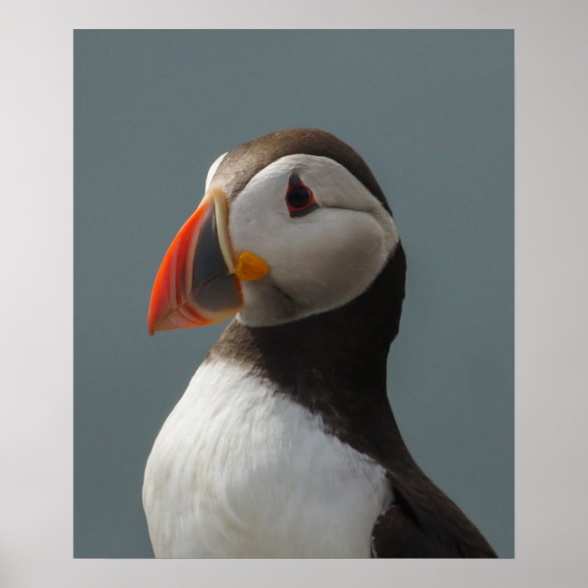 Puffin Poster (Front)
