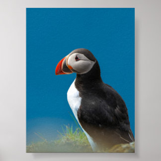 Puffin Poster