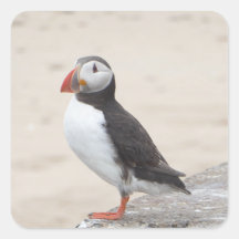 Puffin taking a break