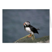 Puffin with fish (Front Horizontal)