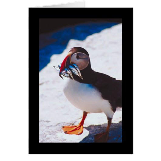 Puffin with Fish Cards (Front)