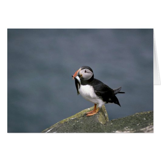 Puffin with fish cards (Front Horizontal)
