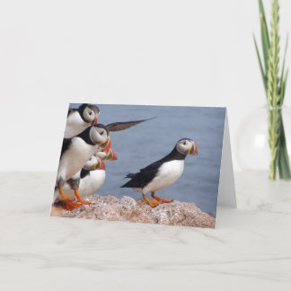 Puffins Card