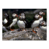 Puffins, Fratercula artica (Front Horizontal)