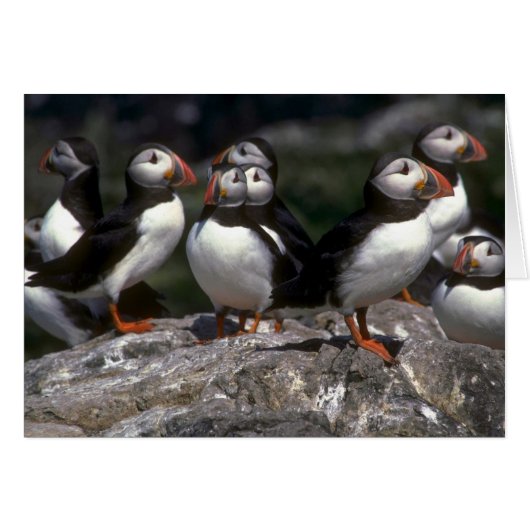 Puffins, Fratercula artica Cards (Front Horizontal)