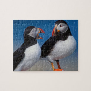 puffin party game puffin party game