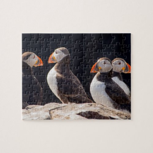 Puffins Jigsaw Puzzle