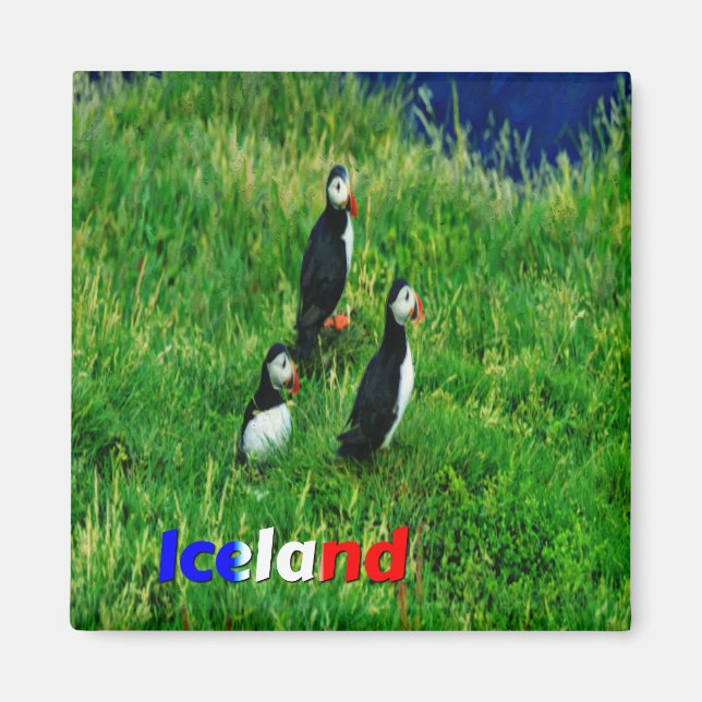  Puffins   Magnet (Front)