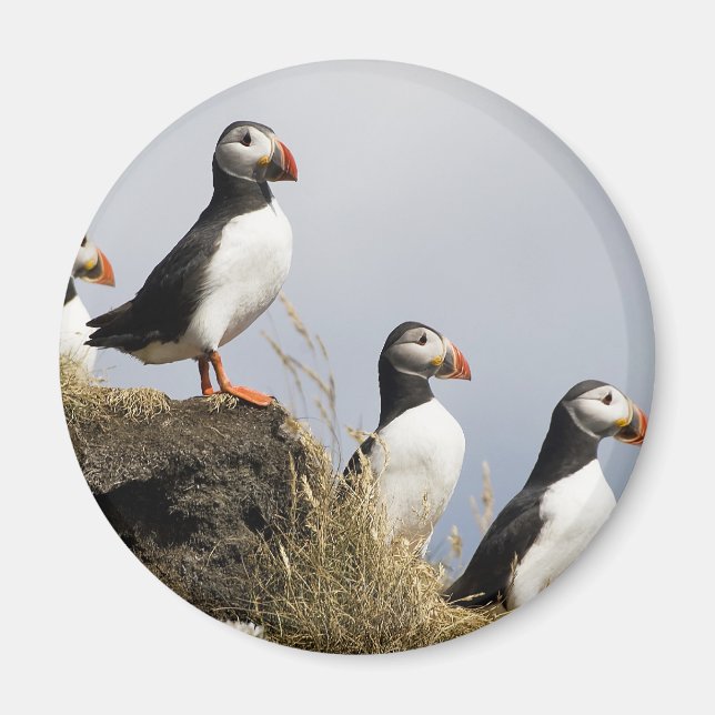 Puffins Magnet (Front)