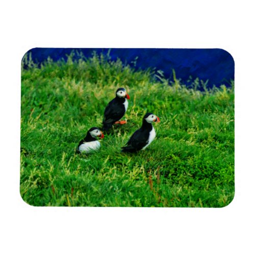  Puffins  Magnet