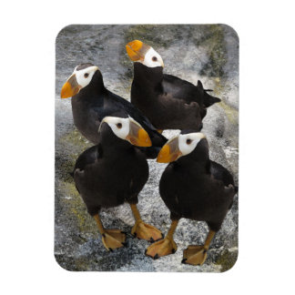 Puffins... Magnet