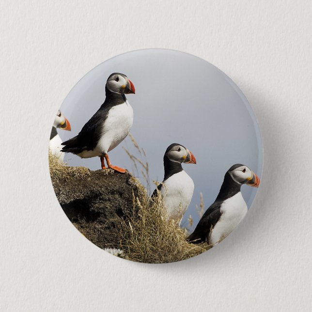 Puffins Pinback Button (Front)