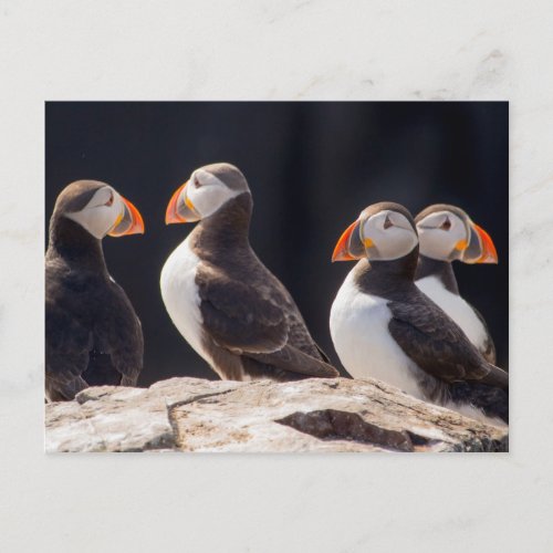 Puffins Postcard