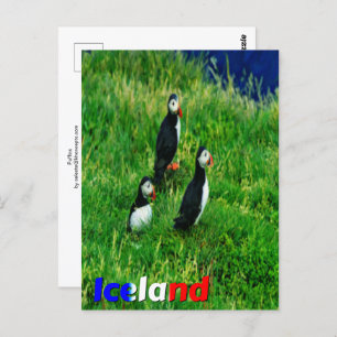  Puffins  Postcard