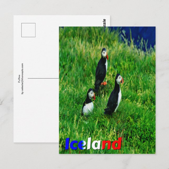  Puffins  Postcard (Front/Back)